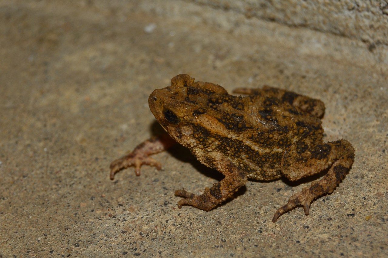 Ingerophrynus biporcatus